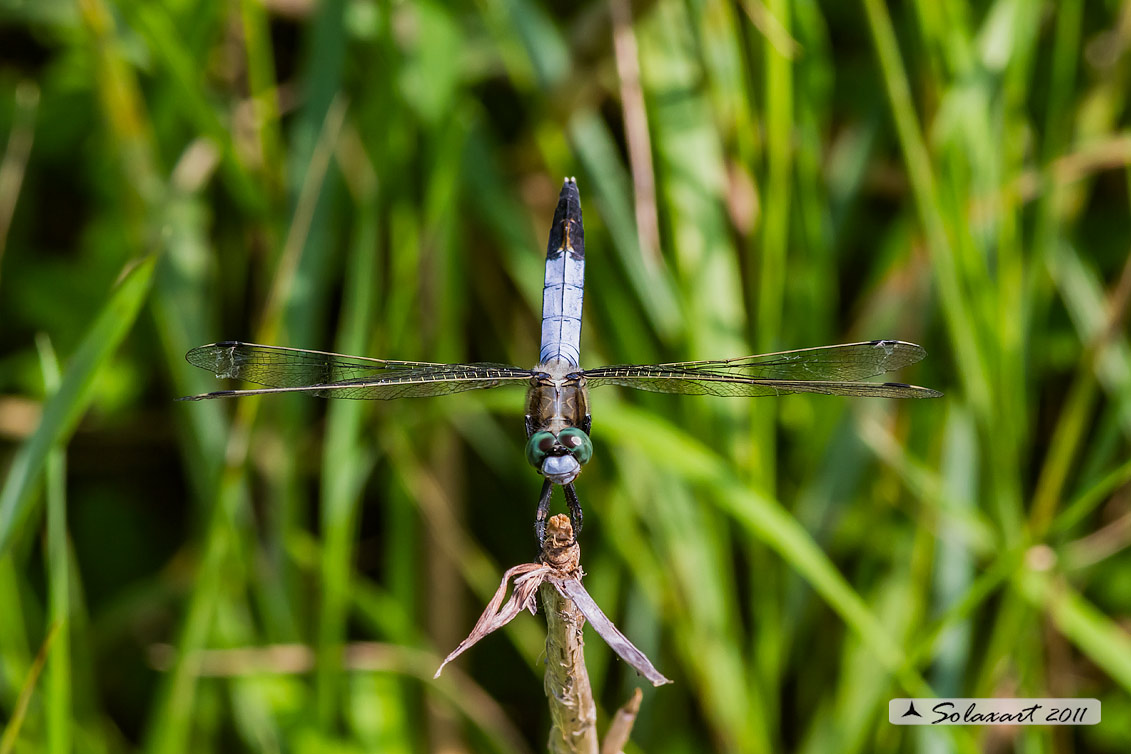 Orthetrum albistylum (maschio) - White-Tailed Skimmer (male)