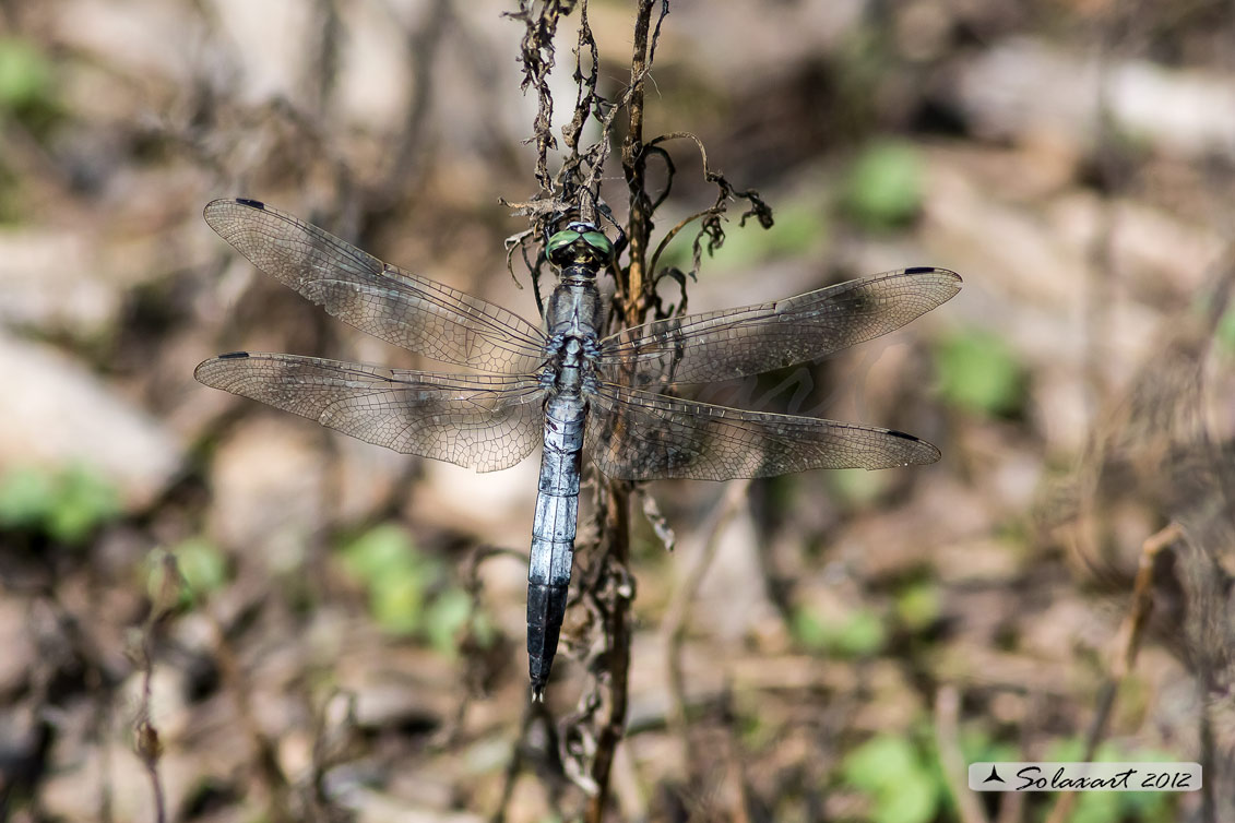 Orthetrum albistylum (maschio) - White-Tailed Skimmer (male)