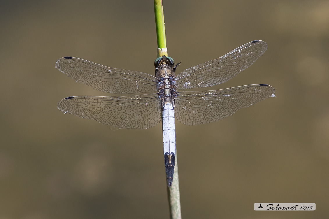 Orthetrum albistylum (maschio) - White-Tailed Skimmer (male)