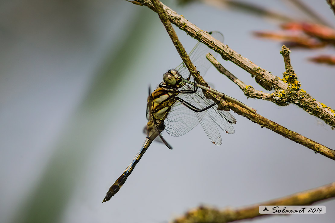 Orthetrum albistylum (maschio immaturo) ; White-Tailed Skimmer  (Youth  male)