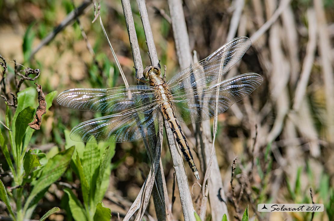 Orthetrum albistylum (maschio immaturo) ; White-Tailed Skimmer  (Youth  male)