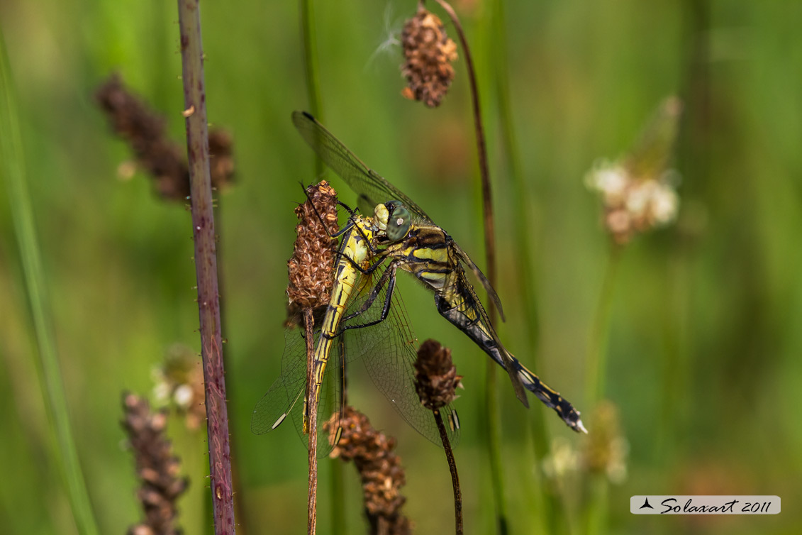 Orthetrum albistylum   (femmina) intenta a divorare un SympetrumStriolatum preso al volo