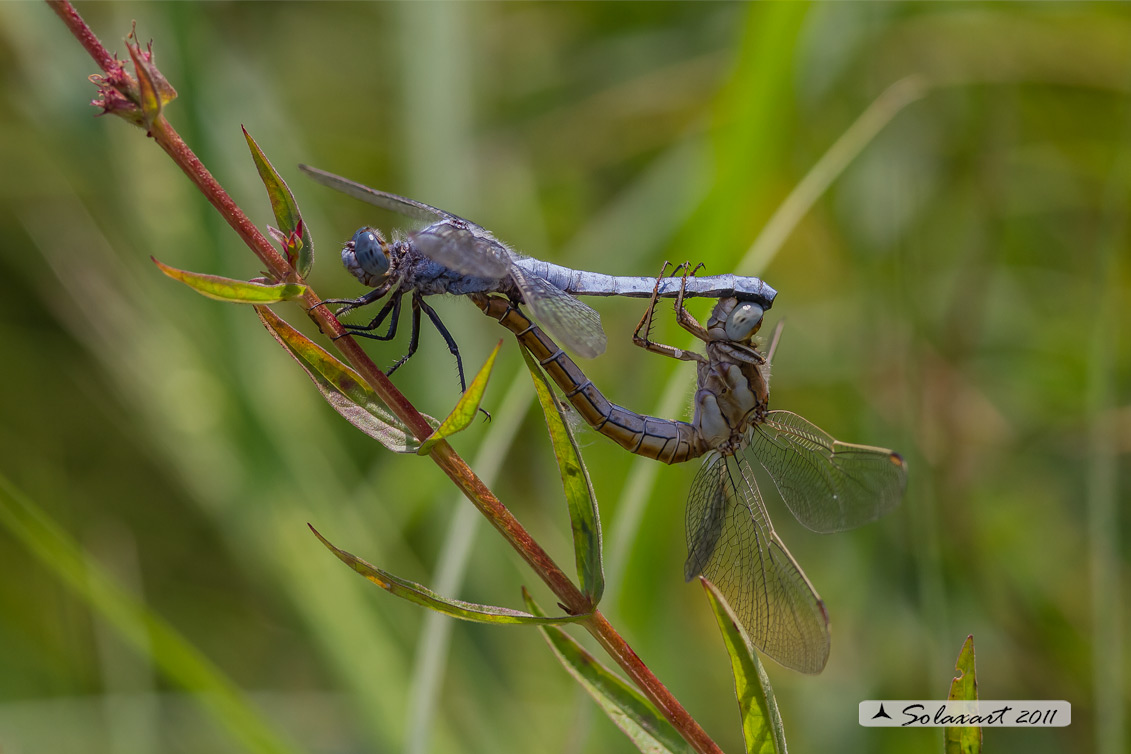 Orthetrum brunneum  (copula) - Southern Skimmer  (copula)