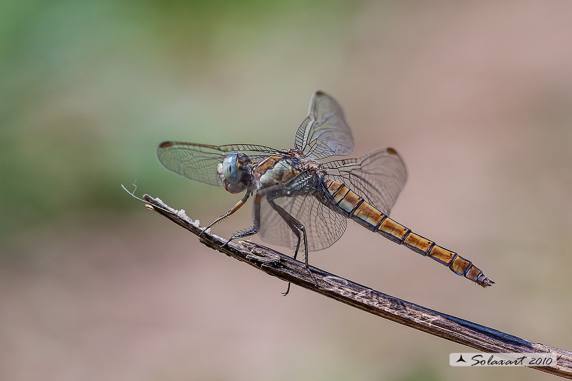 Orthetrum coerulescens (femmina)  Libellula