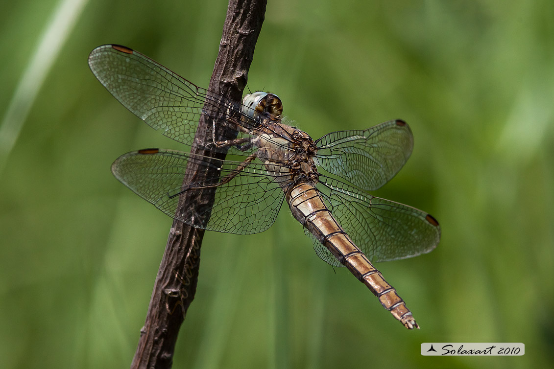 Orthetrum coerulescens (femmina)