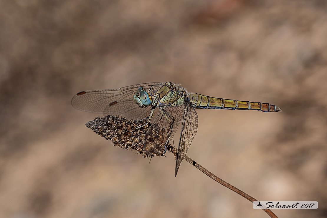 Orthetrum coerulescens (femmina)