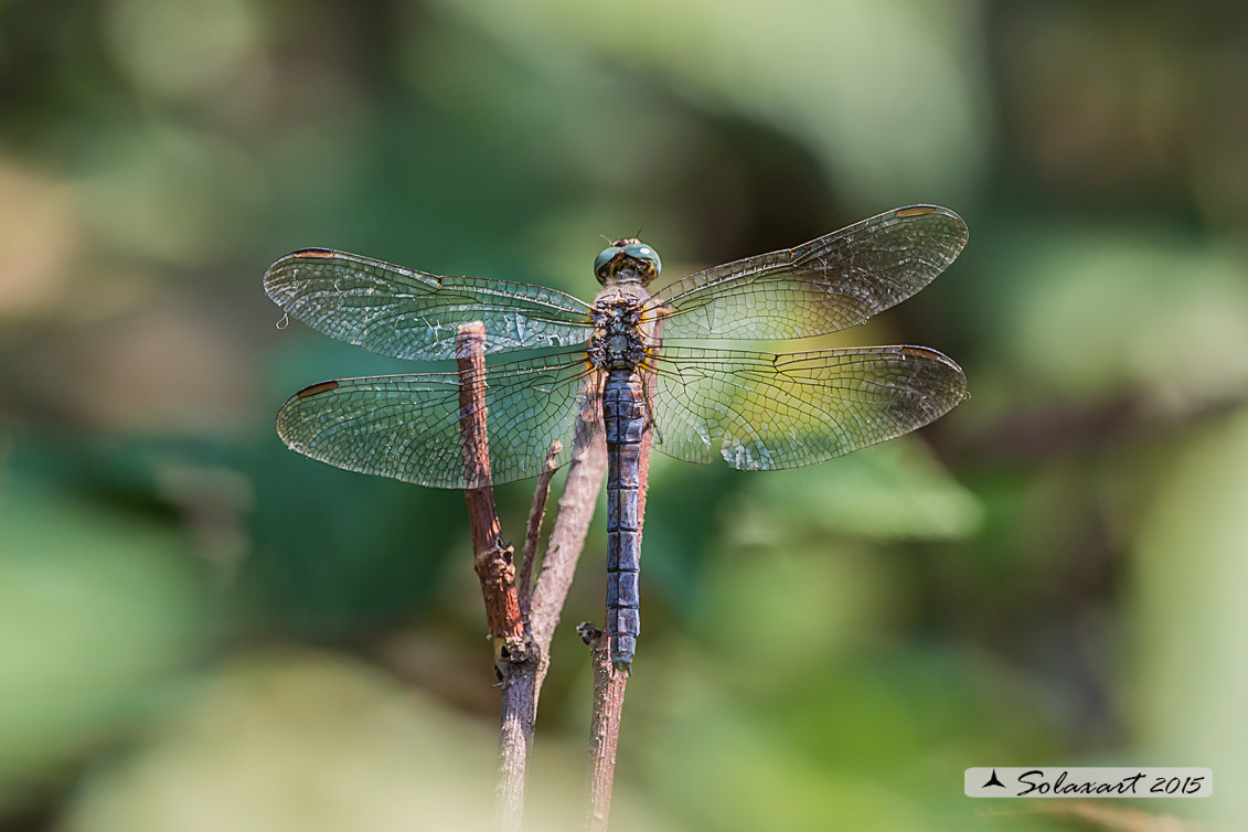 Orthetrum brunneum  (femmina anziana)     -    Southern Skimmer  (hold female)