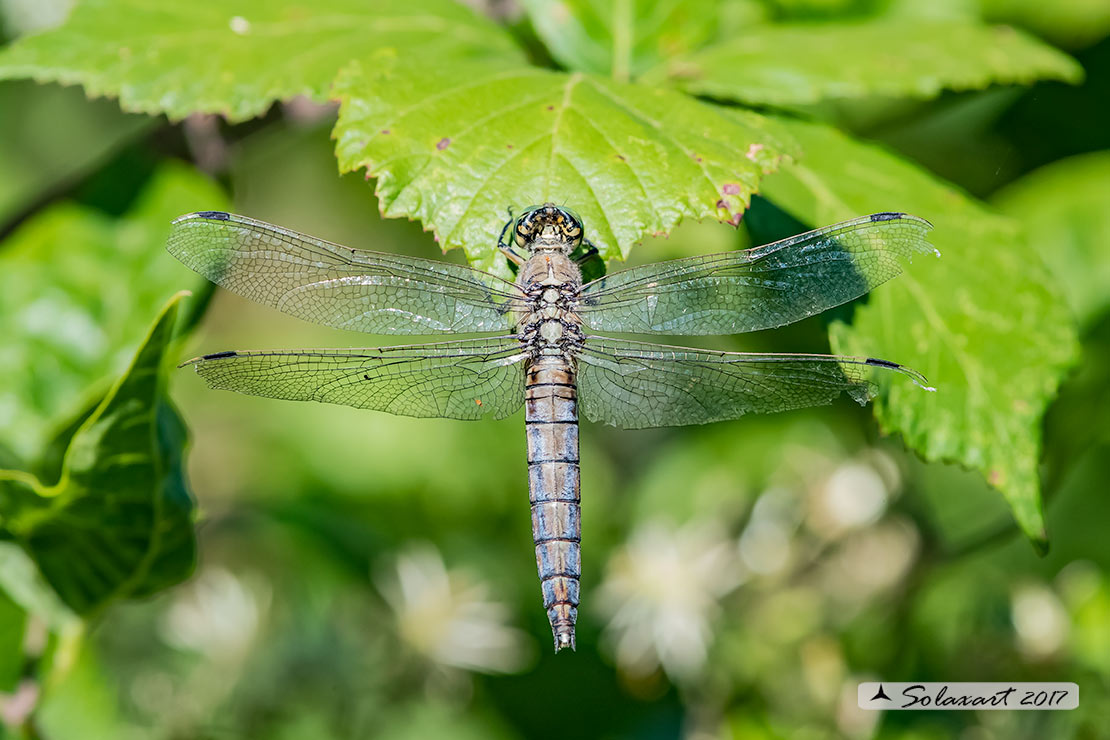 Orthetrum brunneum  (femmina anziana)     -    Southern Skimmer  (hold female)