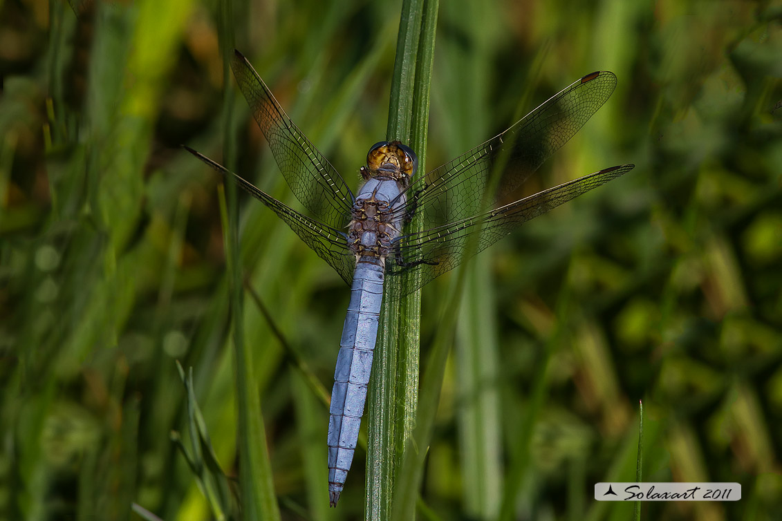 Orthetrum brunneum   (maschio)    -    Southern Skimmer  (male)