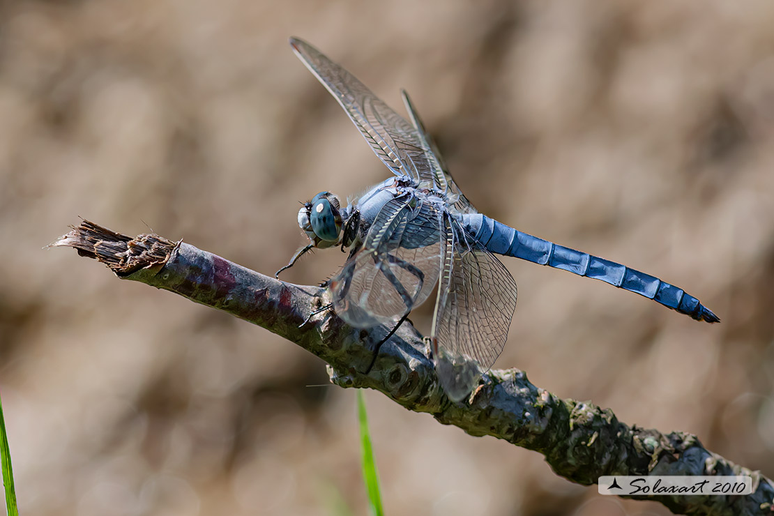 Orthetrum Coerulescens (maschio) - Libellulidae