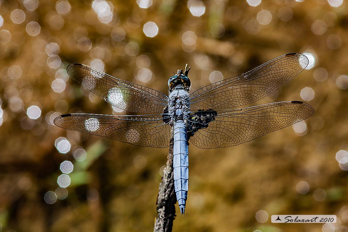 Orthetrum brunneum 