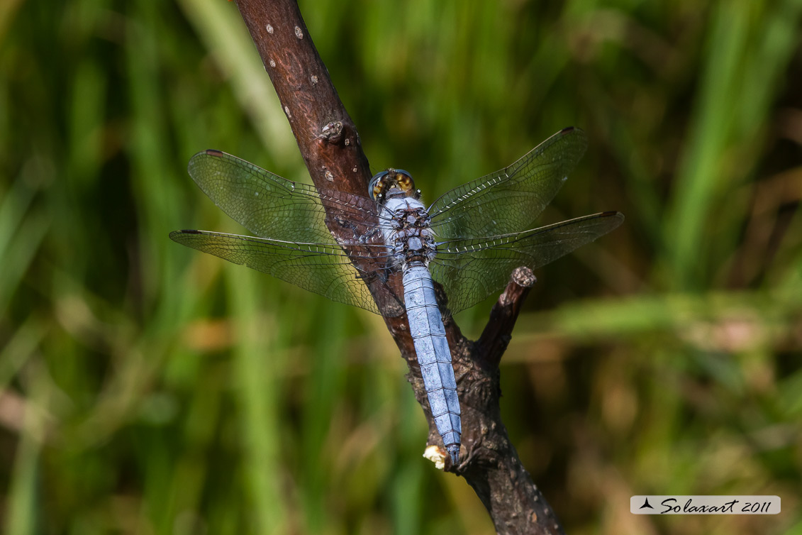 Orthetrum brunneum   (maschio)