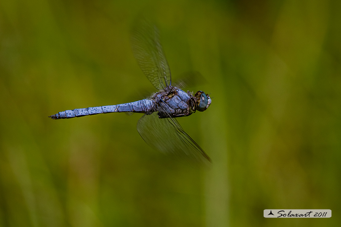 Orthetrum brunneum (maschio) - Southern Skimmer (male)