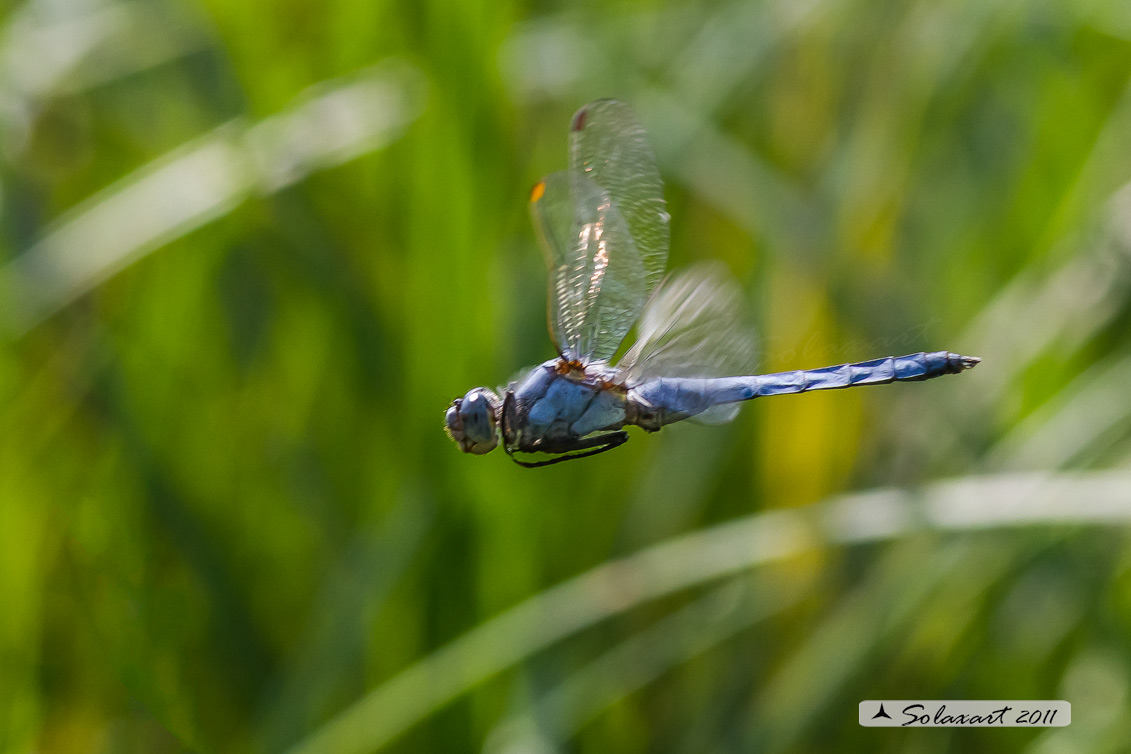 Orthetrum brunneum  - Southern Skimmer