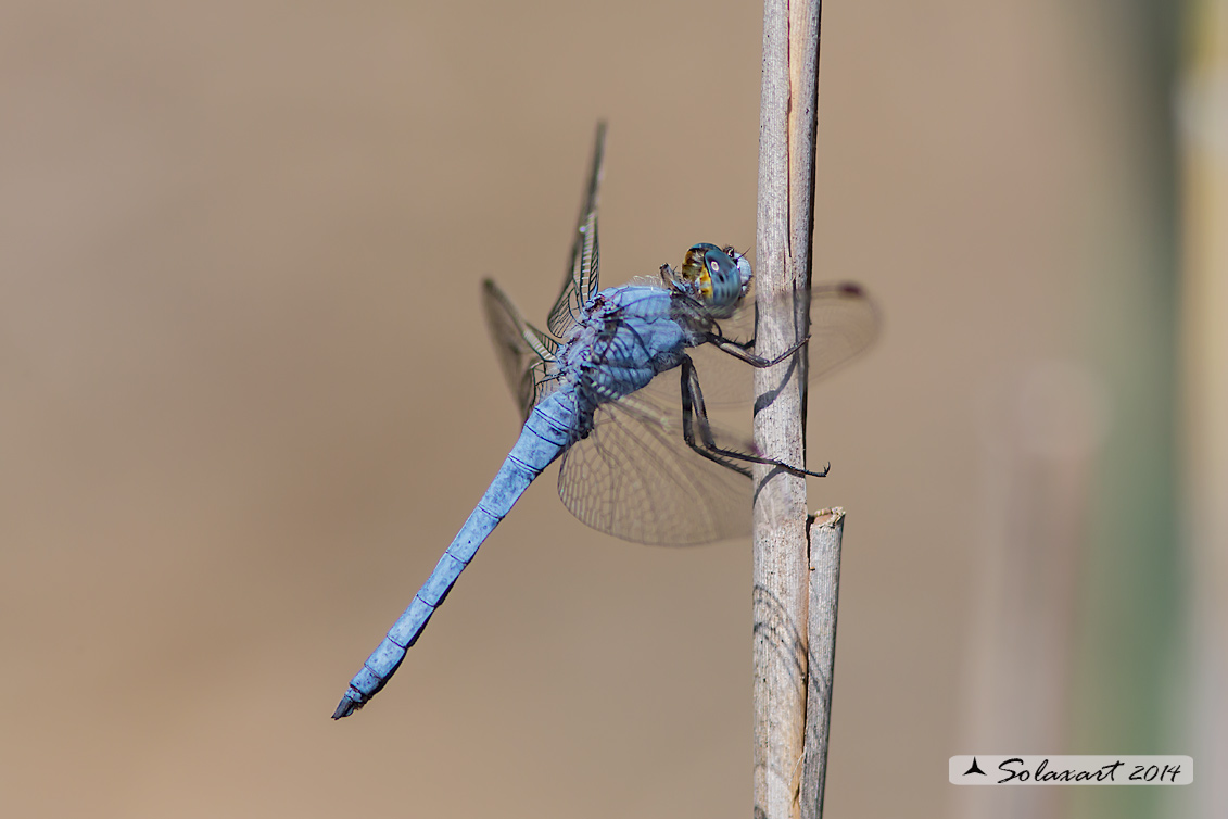 Orthetrum brunneum (maschio) - Southern Skimmer (male)