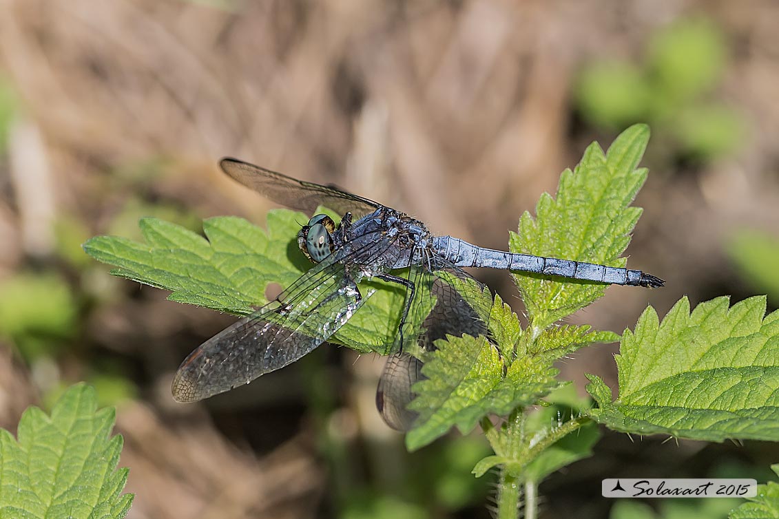 Orthetrum brunneum (maschio) - Southern Skimmer (male)