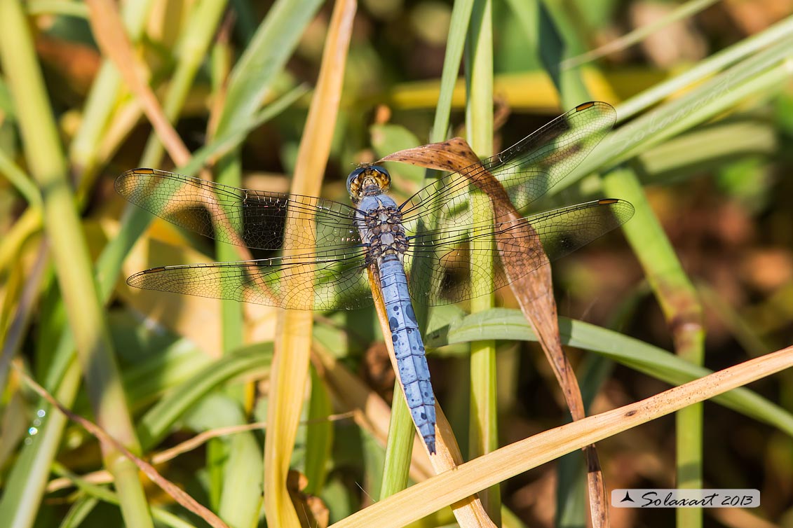 Orthetrum brunneum (maschio) - Southern Skimmer (male)