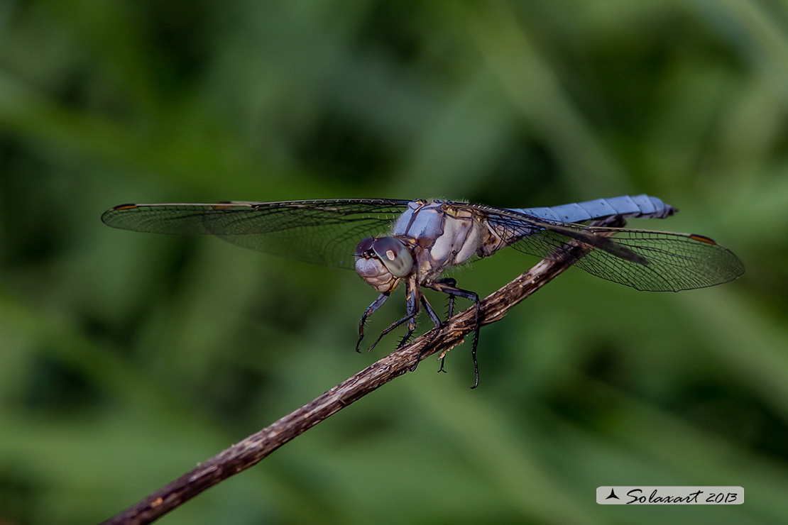 Orthetrum brunneum (maschio giovane); Southern Skimmer (juvenile male)