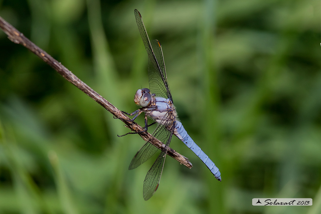 Orthetrum brunneum (maschio giovane); Southern Skimmer (juvenile male)