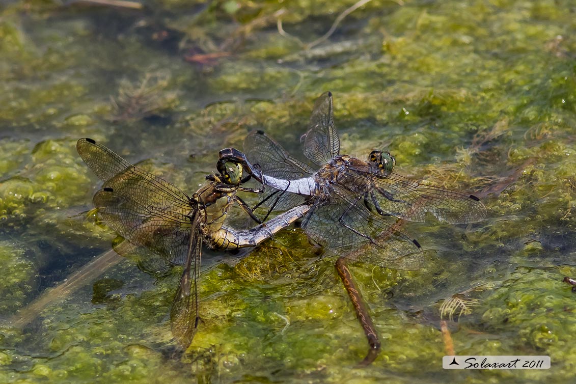 Orthetrum cancellatum