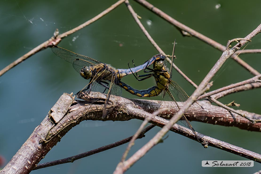 Orthetrum cancellatum