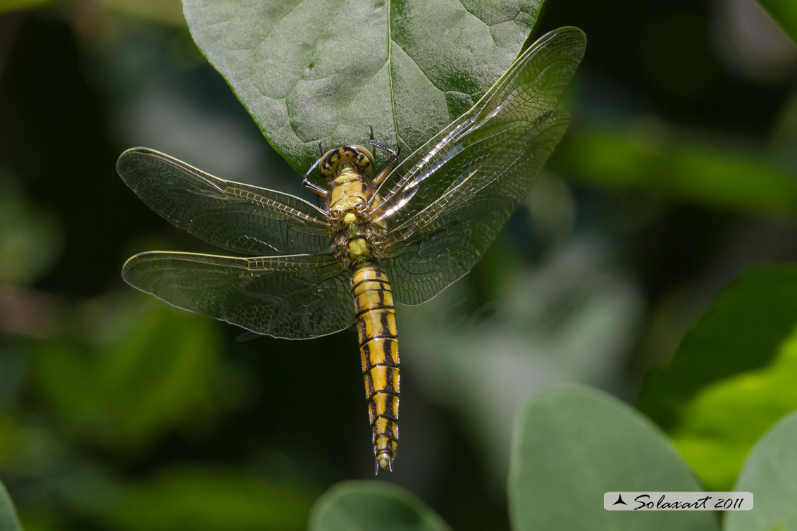 Orthetrum cancellatum (femmina)