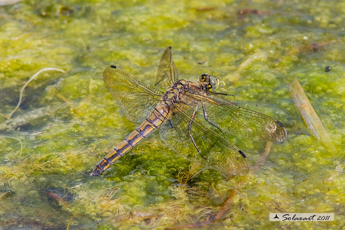 Orthetrum cancellatum (femmina)