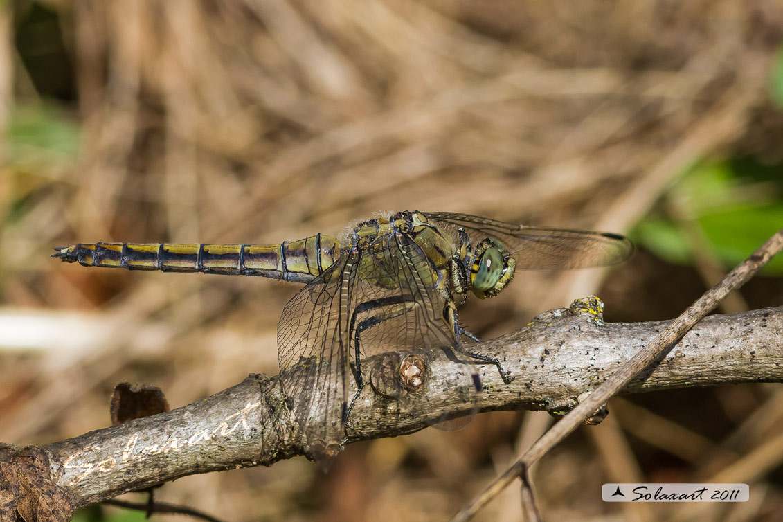 Orthetrum cancellatum (femmina)