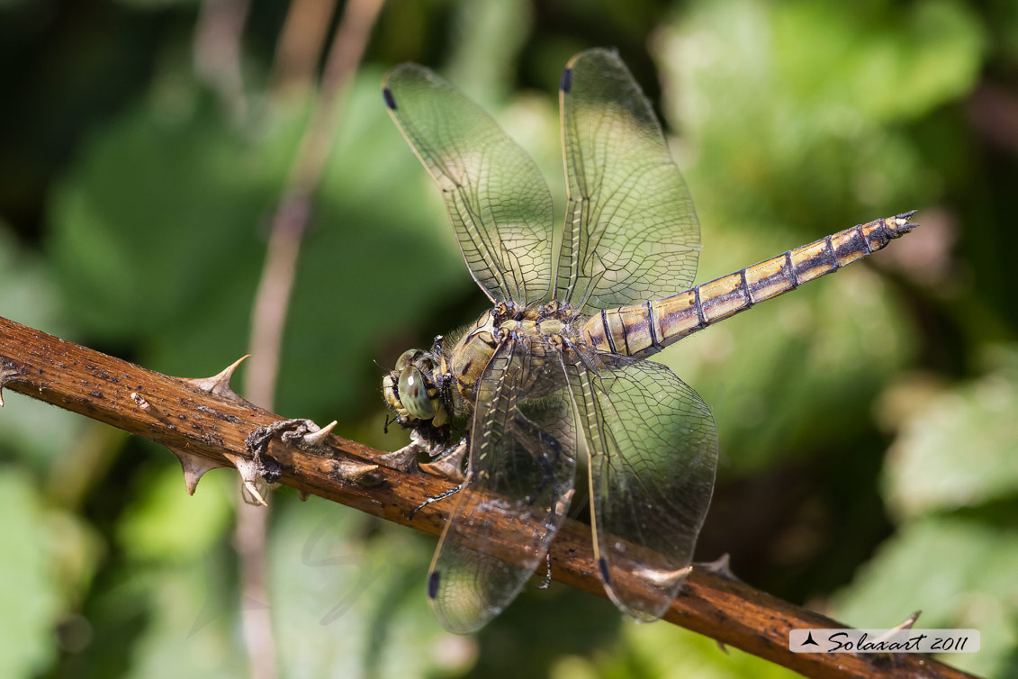 Orthetrum cancellatum (femmina)