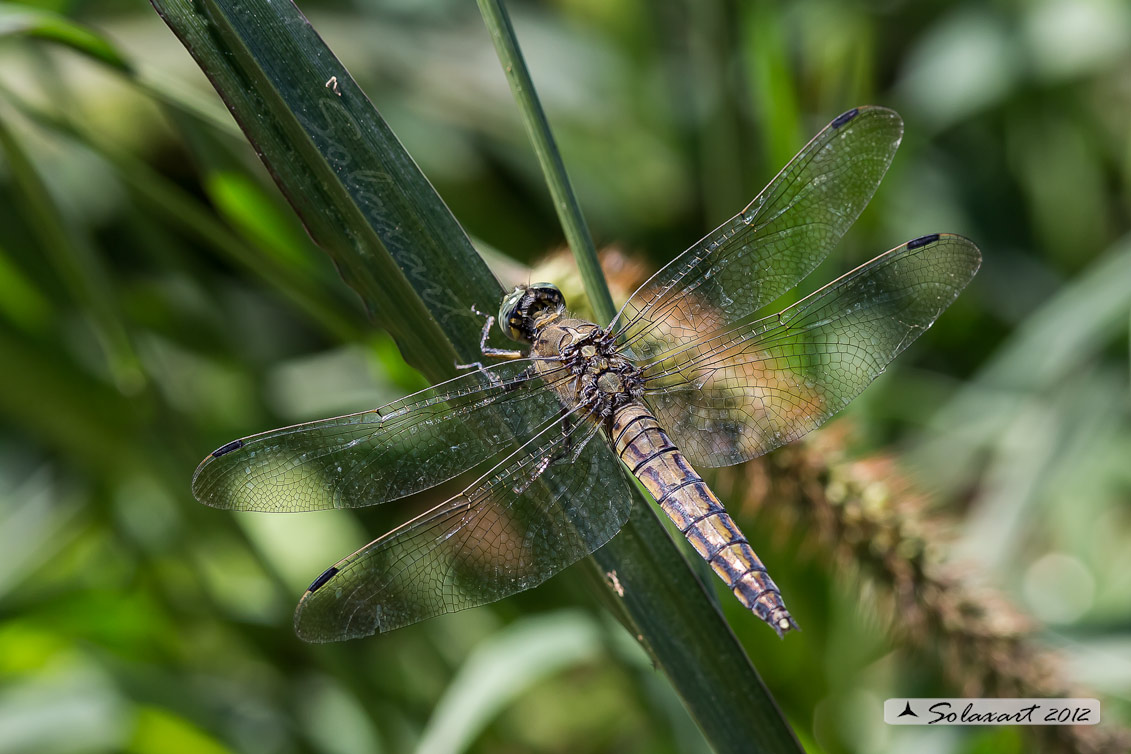 Orthetrum cancellatum (femmina)  in ovodeposizione - Black-tailed Skimmer  (female)