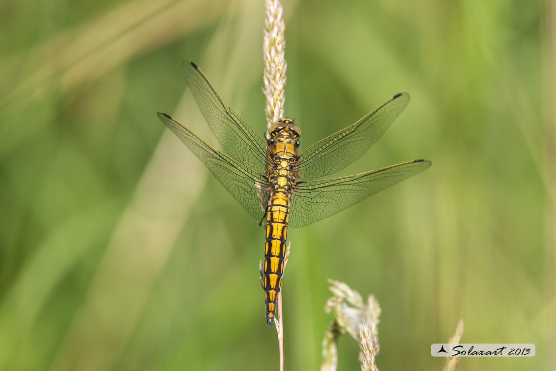 Orthetrum cancellatum (femmina) - Black-tailed Skimmer (female)
