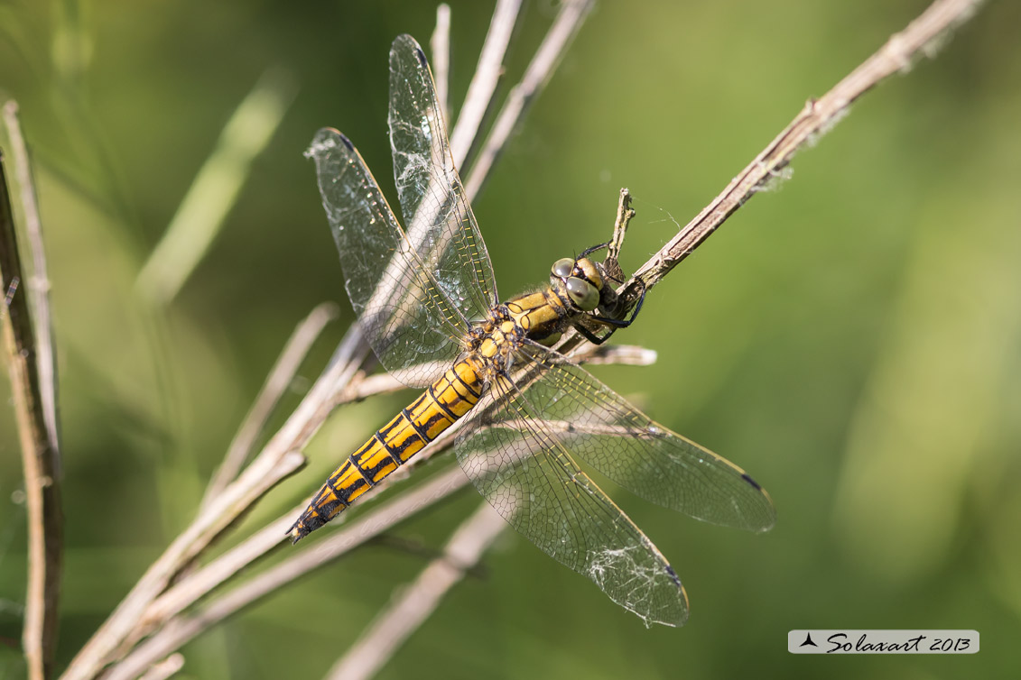 Orthetrum cancellatum (femmina) - Black-tailed Skimmer (female)