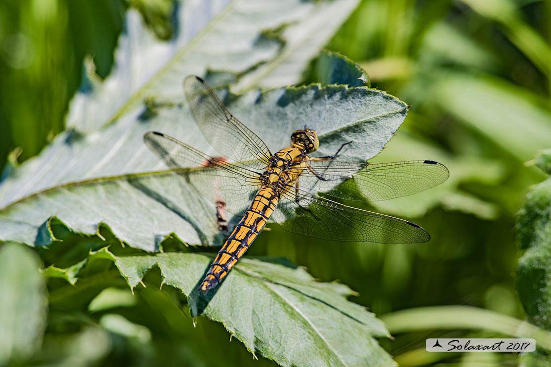 Orthetrum cancellatum (femmina) - Black-tailed Skimmer (female)