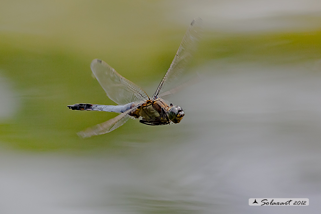 Orthetrum cancellatum  - Black-tailed Skimmer