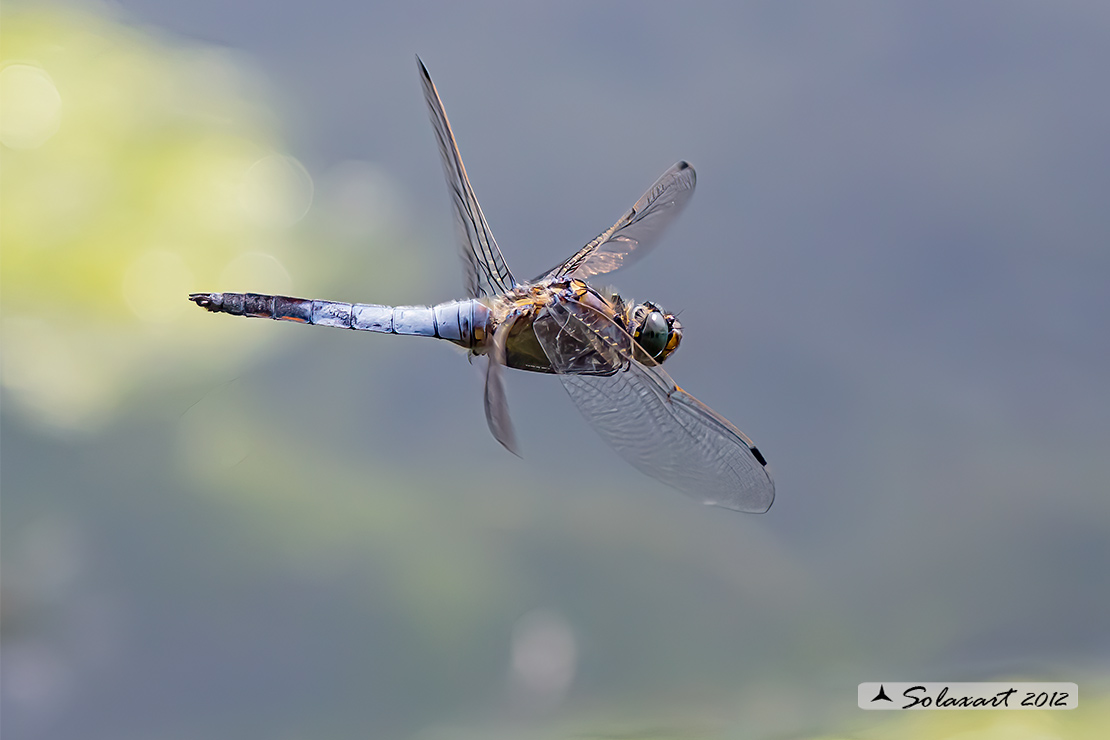 Orthetrum cancellatum  - Black-tailed Skimmer
