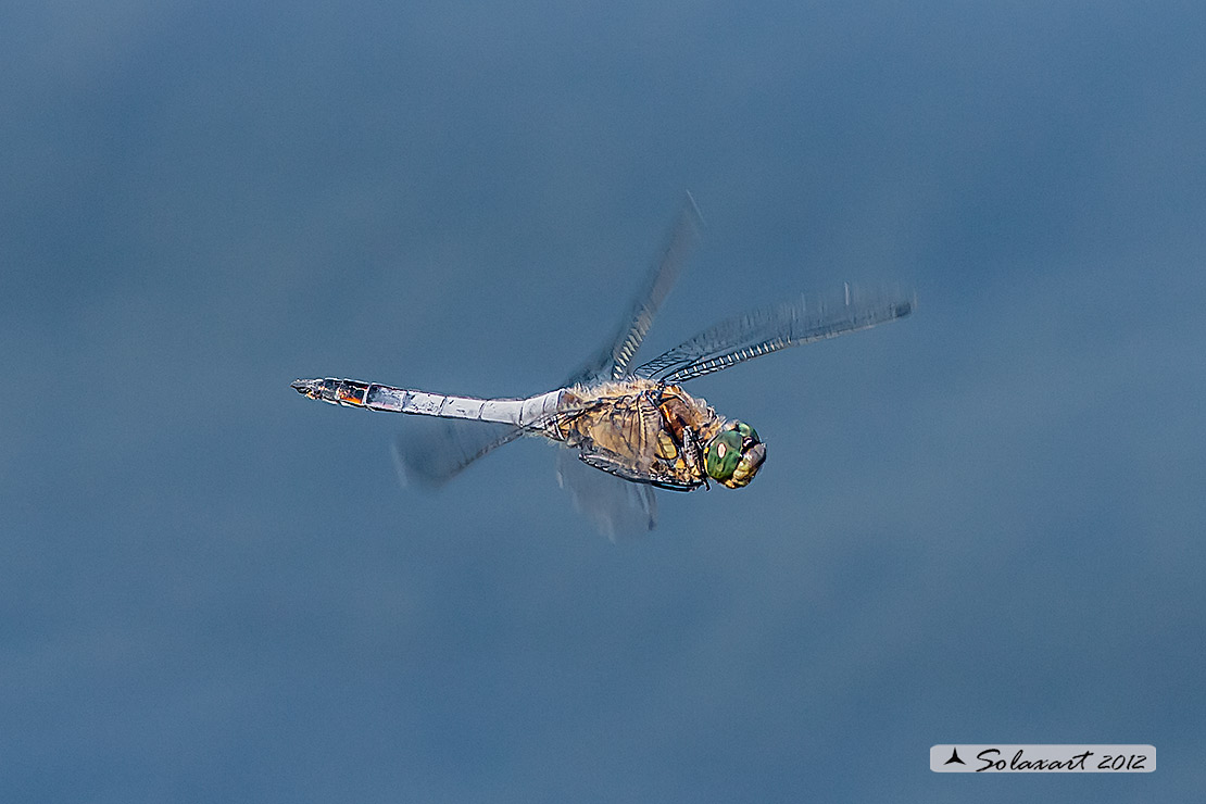 Orthetrum cancellatum  - Black-tailed Skimmer