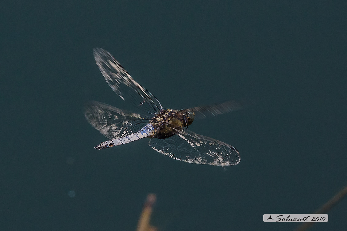 Orthetrum  Cancellatum maschio