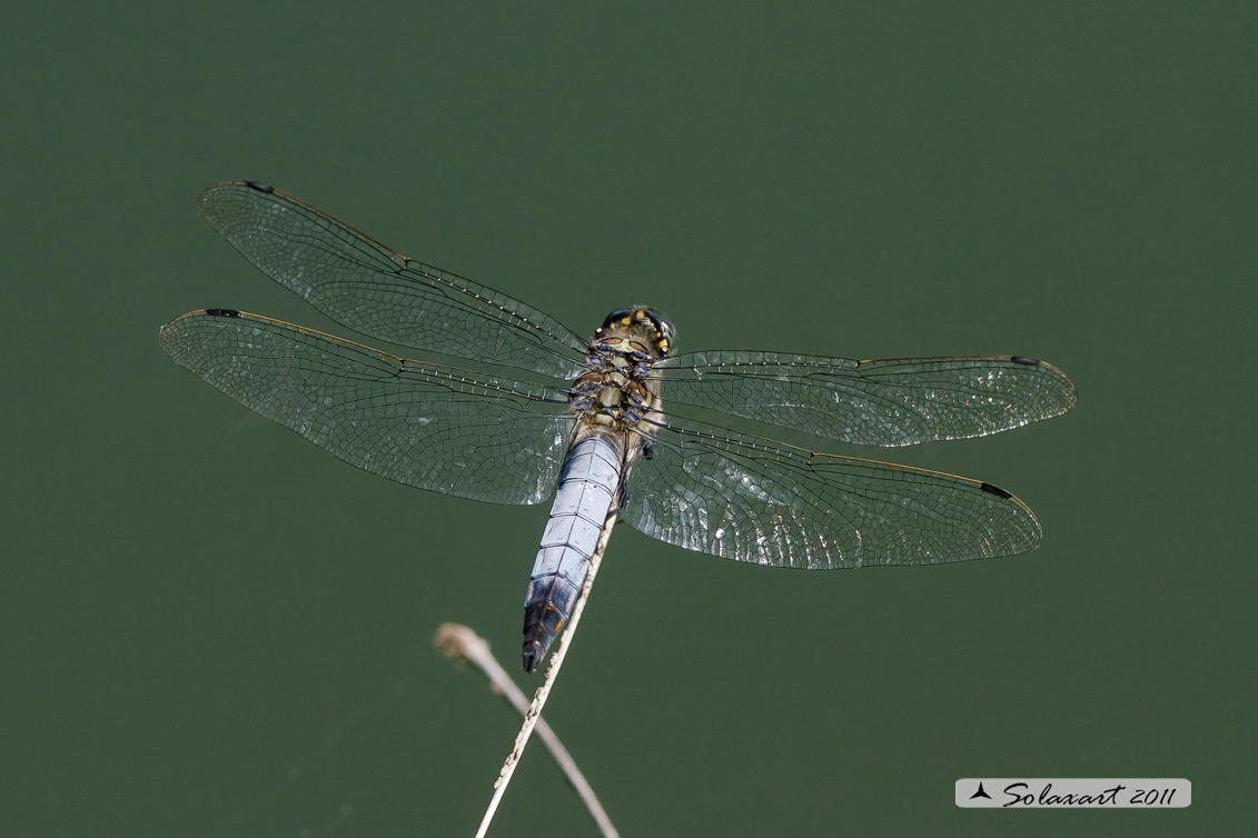 Orthetrum cancellatum (maschio) 