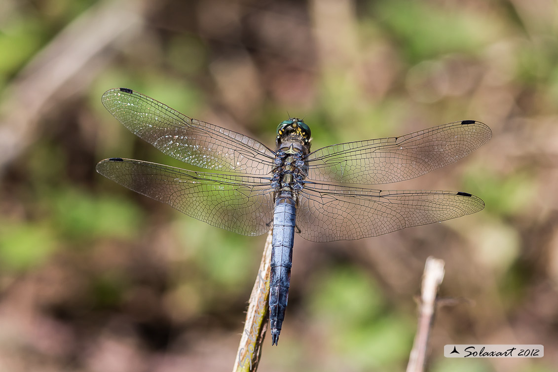Orthetrum cancellatum (maschio) - Black-tailed Skimmer (male) 