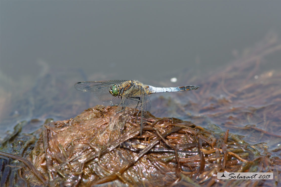 Orthetrum cancellatum (maschio) - Black-tailed Skimmer (male) 