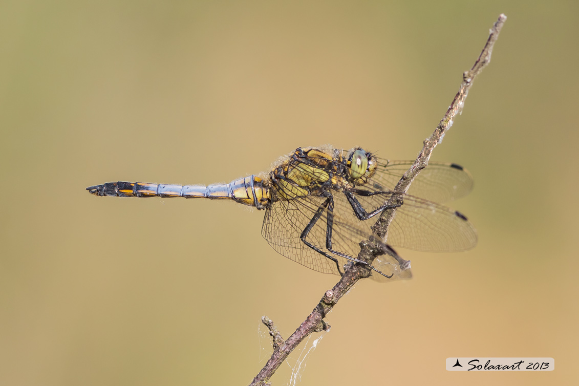 Orthetrum cancellatum (maschio immaturo) - Black-tailed Skimmer (juvenile male)