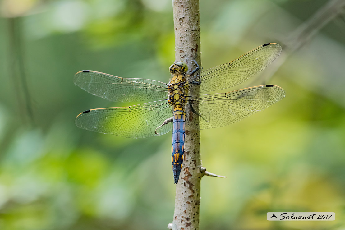 Orthetrum cancellatum (maschio immaturo) - Black-tailed Skimmer (juvenile male) 