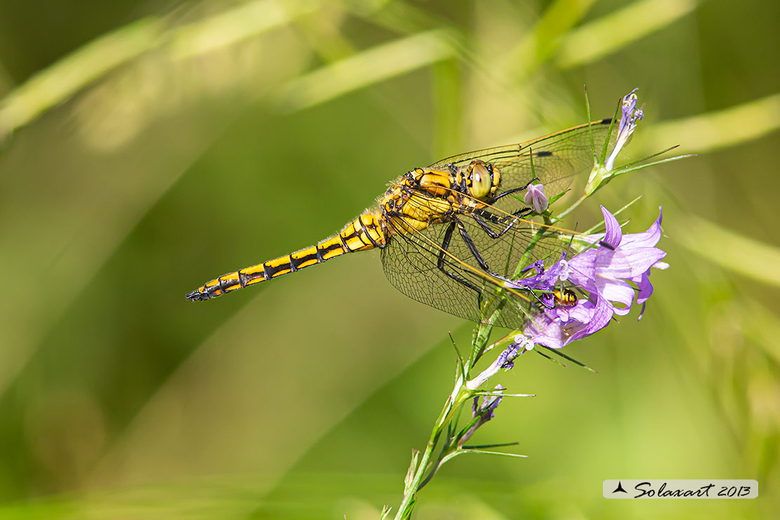 Orthetrum cancellatum (maschio immaturo) - Black-tailed Skimmer (juvenile male)