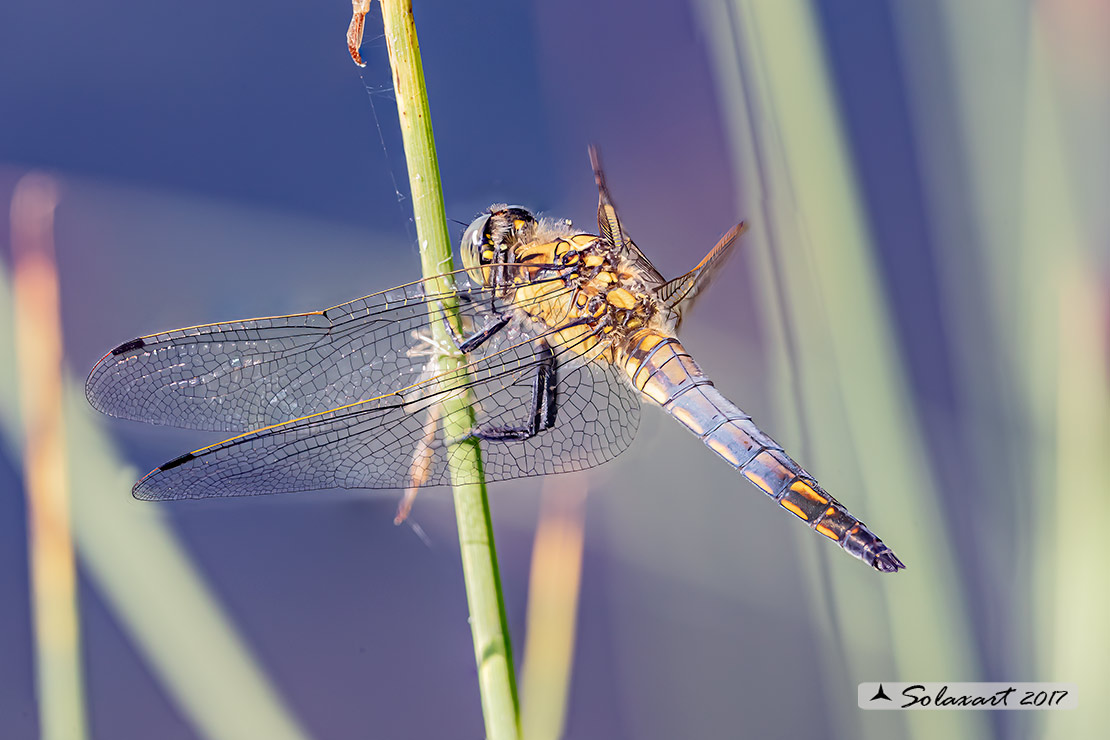 Orthetrum cancellatum (maschio giovane) - Black-tailed Skimmer (immature male)