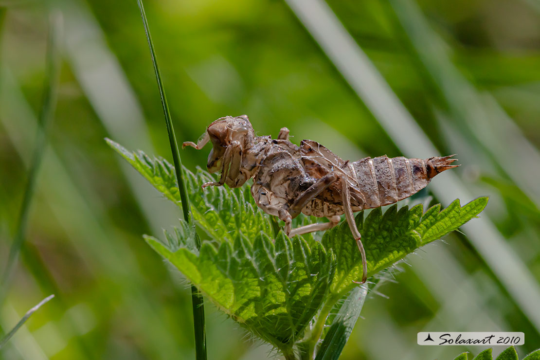Orthetrum cancellatum (exuvia) - Black-tailed Skimmer (larval skelton)