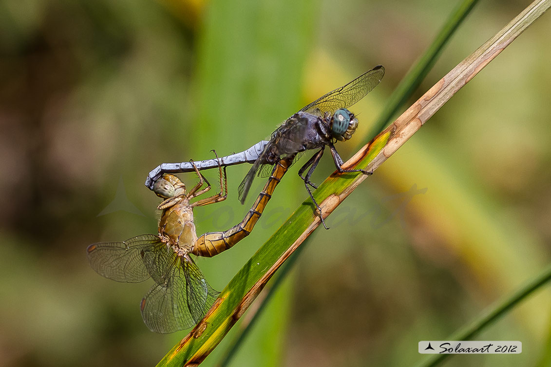 Orthetrum coerulescens  (copula) - Keeled Skimmer (mating wheel)
