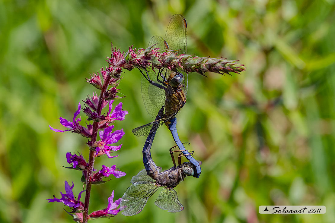 Orthetrum coerulescens  (copula) - Keeled Skimmer (mating wheel)