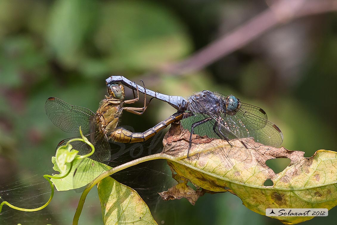 Orthetrum coerulescens  (copula) - Keeled Skimmer (mating wheel)