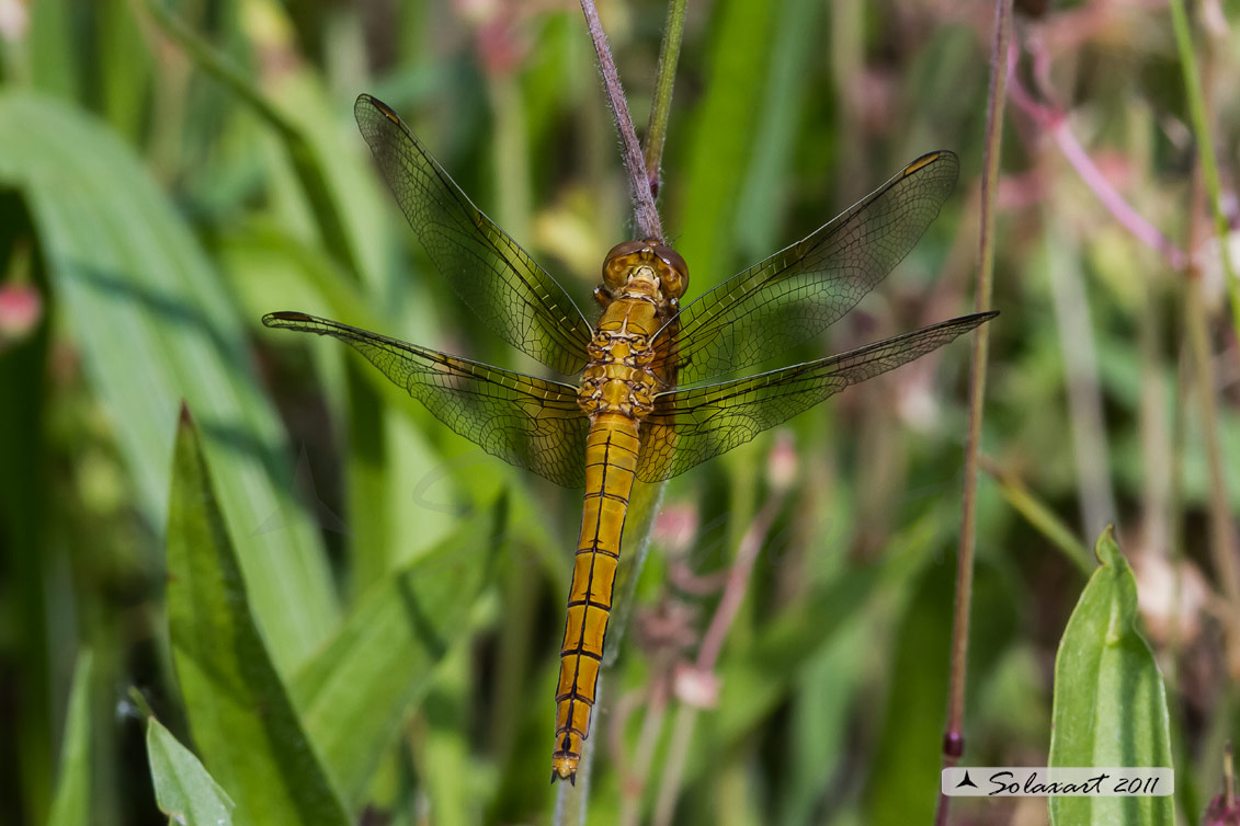 Orthetrum coerulescens   (femmina) - Keeled Skimmer  (female)