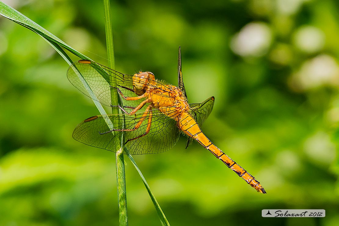 Orthetrum coerulescens  - femmina